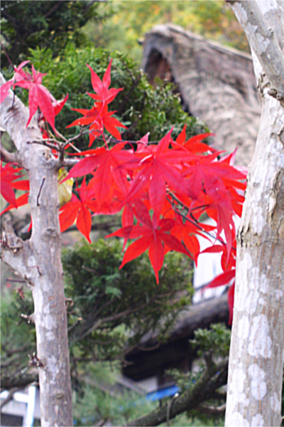 モミジ（紅葉）