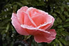 bara-pink.jpg
