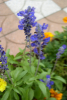 blue-sarubia.jpg