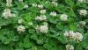 clover.jpg
