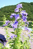 duranta.jpg