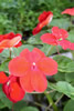 impatiens.jpg