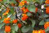 lantana.jpg