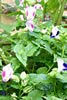 torenia.jpg