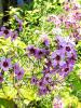 waxflower.jpg