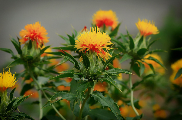 ベニバナ（紅花）