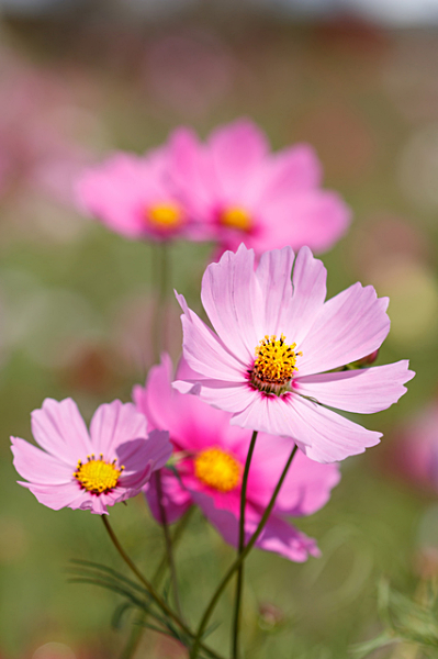コスモス（秋桜）