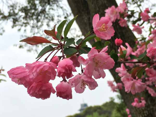 ハナカイドウ（花海棠）