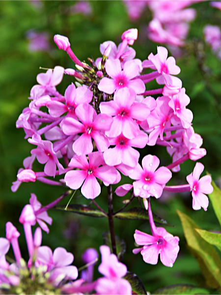 フロックス（草夾竹桃、花魁草）