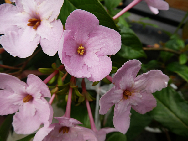 ルクリア（アッサム匂い桜)