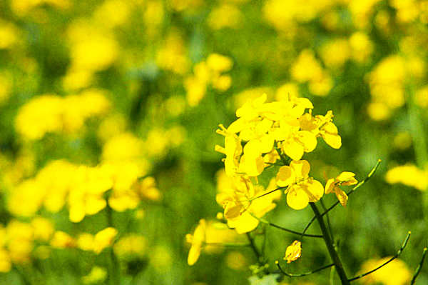 ナノハナ（菜の花）