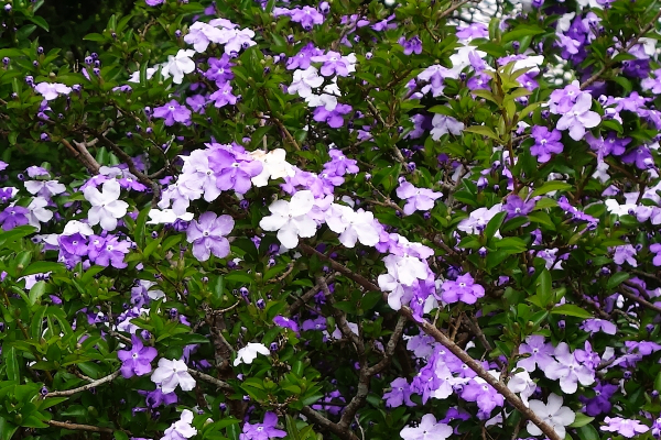 ニオイバンマツリ（匂蕃茉莉）