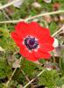 anemone.jpg
