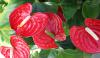 anthurium.jpg