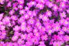 aubrietia.jpg