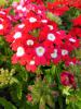 babena-red.jpg