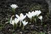 crocus.jpg