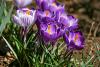 crocus2.jpg