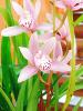cymbidium.jpg