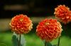 dahlia.jpg