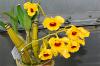 dendrobium.jpg