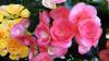 erachiorubegonia.jpg
