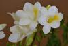 freesia_w.jpg