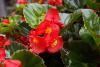 fuyuzaki_begonia.jpg