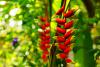heliconias.jpg