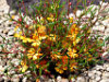 hibbertia.jpg