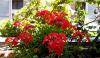 ivy_geranium.jpg