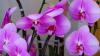kocyouran-pink.jpg