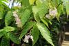 kodachibegonia.jpg