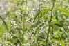 lemon_verbena.jpg