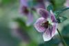 lentenrose.jpg