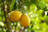 limon.jpg