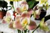 lycaste.jpg