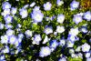 nemophila.jpg