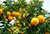 orange.jpg
