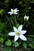 ornithogalum.jpg