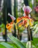 paphiopedilum.jpg