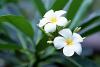 plumeria.jpg