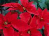 poinsechia.jpg