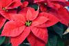 poinsetia-aka.jpg