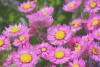 rhodanthe.jpg