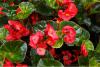 shikizakibegonia.jpg