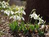 snowdrop.jpg