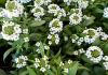 sweet_alyssum.jpg