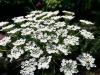 whitelaceflower.jpg