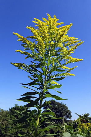アキノキリンソウ(秋の麒麟草）